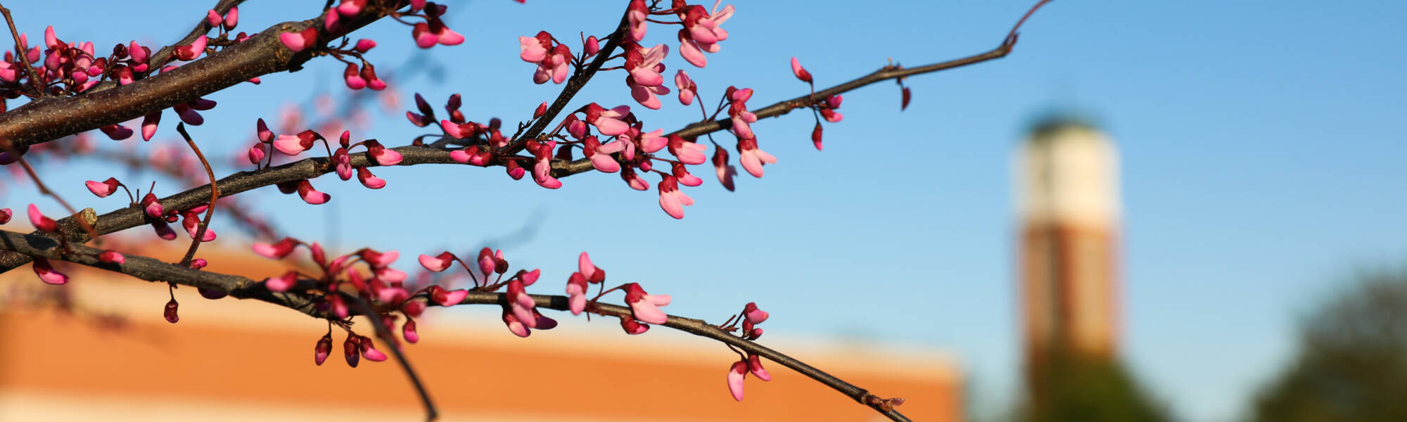 Redbud flowers